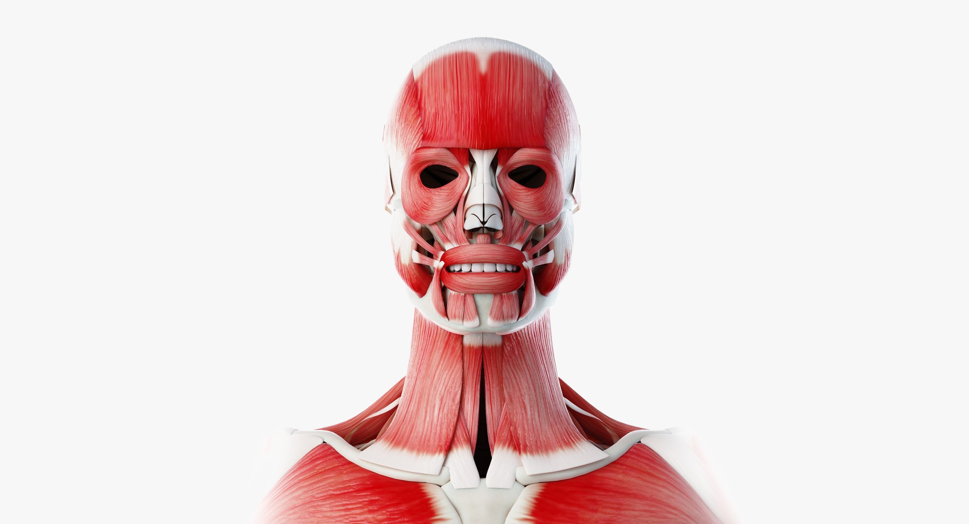 male female anatomy set model https://p.turbosquid.com/ts-thumb/Yz/pmOAeZ/c1OzAUE3/muscles04/png/1560851704/1920x1080/fit_q87/3956a209f65f087225b08536bde3a74cc51cdcf1/muscles04.jpg