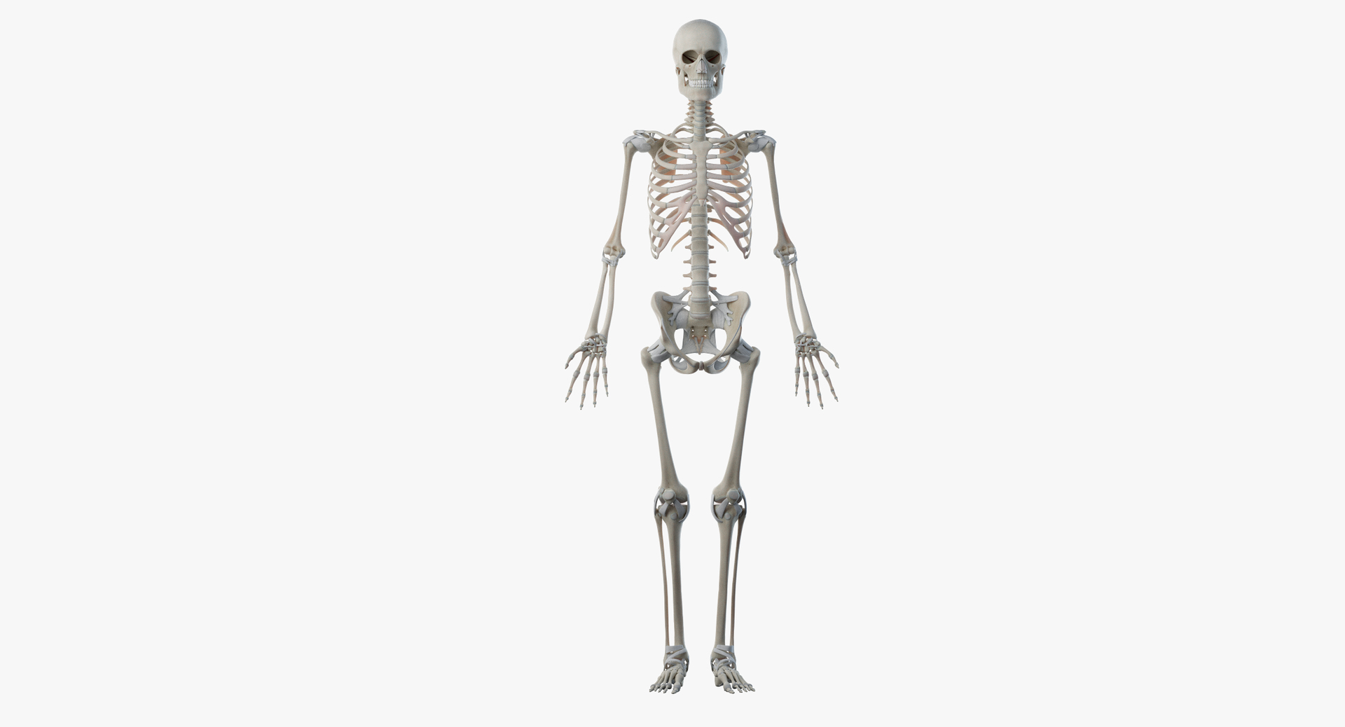 male female anatomy set model https://p.turbosquid.com/ts-thumb/Yz/pmOAeZ/laIs1xbC/turntable_anatomy_skeleton/png/1560850840/1920x1080/turn_fit_q99/8397121b277e39709ea2cd022f8647b1c021dc26/turntable_anatomy_skeleton-1.jpg