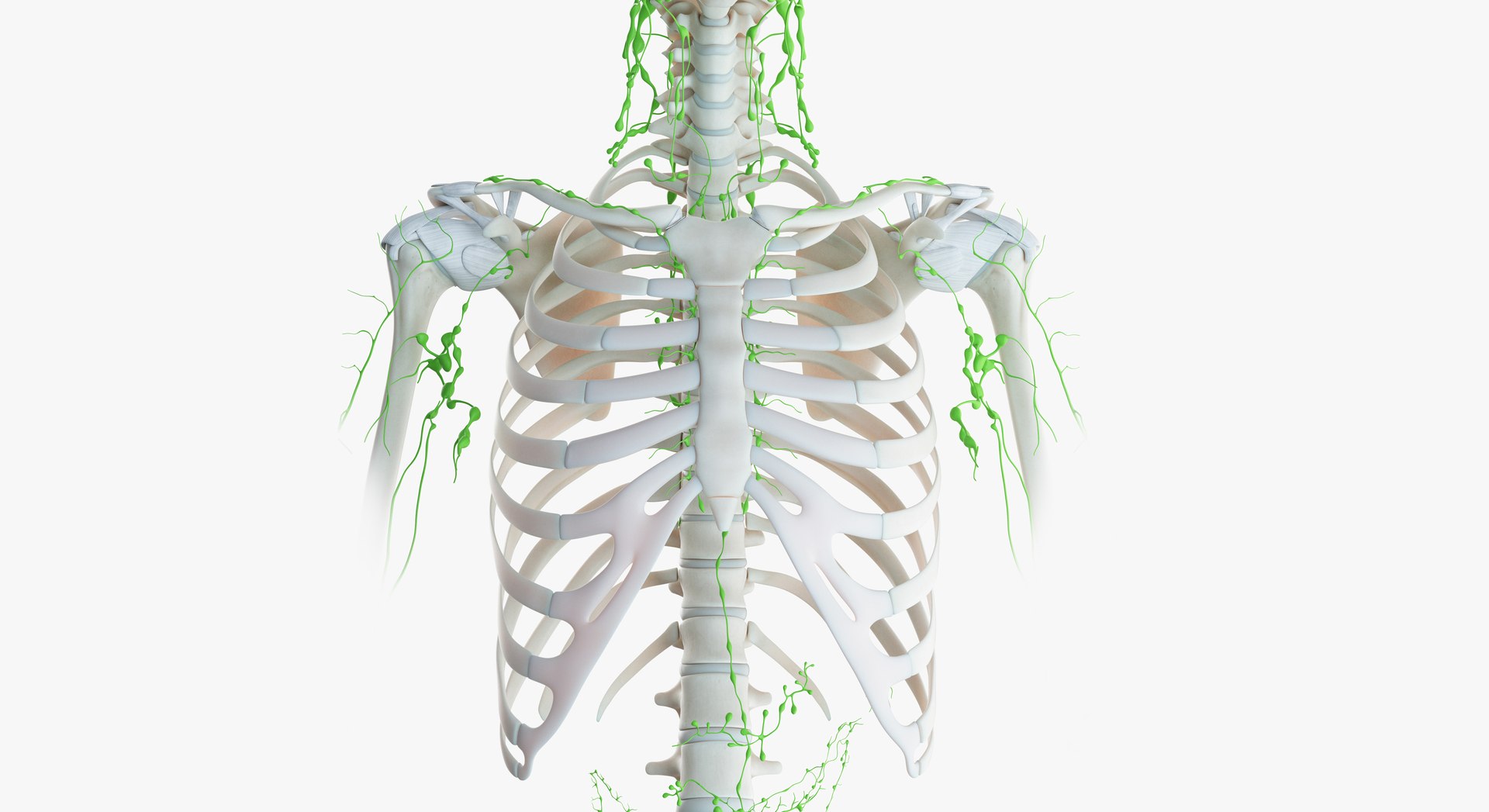 male female anatomy set model https://p.turbosquid.com/ts-thumb/Yz/pmOAeZ/qB1C6IXR/2019_female_skeleton_lymphatic0002/jpg/1560854145/1920x1080/fit_q87/7fc5d64190b5aafb94a85d39255be676ef38fd1f/2019_female_skeleton_lymphatic0002.jpg