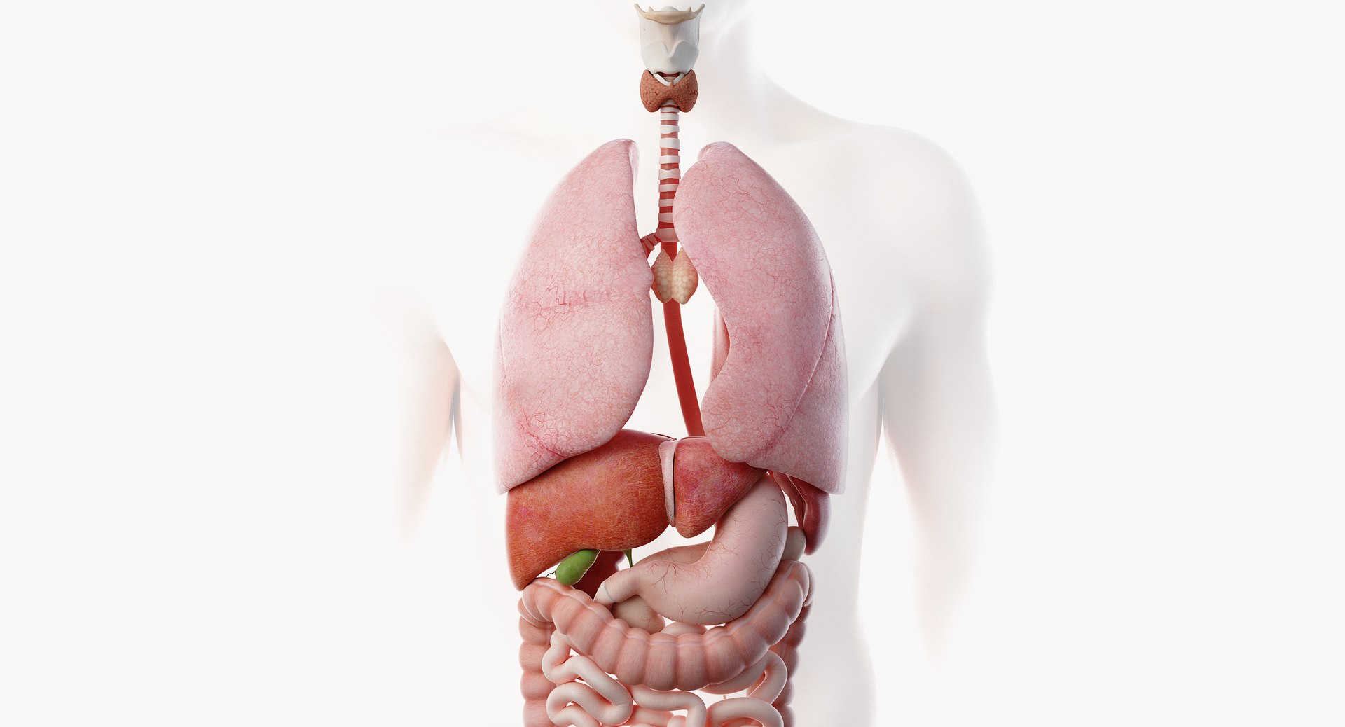 male female anatomy set model https://p.turbosquid.com/ts-thumb/Yz/pmOAeZ/uUlneKwu/organs03/png/1560854548/1920x1080/fit_q87/6e6a93d9ab154759bd65ba78c8767a5c1b89de1c/organs03.jpg