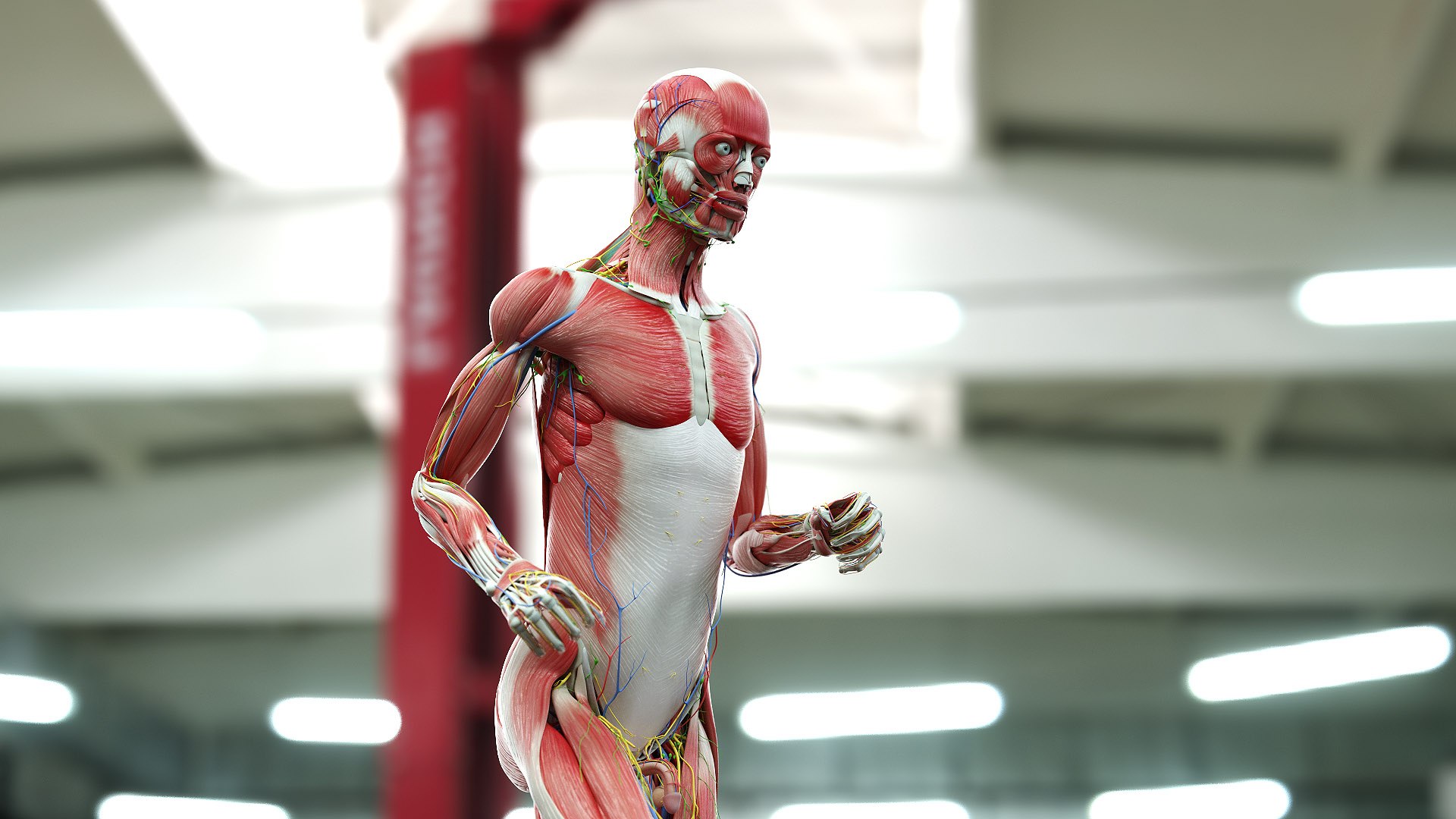 male female anatomy set model https://p.turbosquid.com/ts-thumb/Yz/pmOAeZ/ySXIulQW/male_01_b/jpg/1600961162/1920x1080/fit_q87/de570a301ac2ce14a9d86de9bf13975052ec70b6/male_01_b.jpg