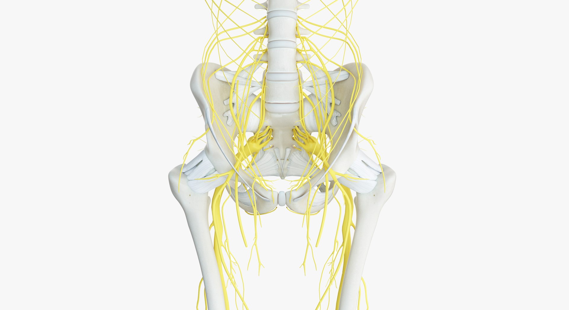male female anatomy set model https://p.turbosquid.com/ts-thumb/Yz/pmOAeZ/zddJwx73/2019_female_skeleton_nerves0007/jpg/1560851897/1920x1080/fit_q87/337917d3903ffbbf537d3ee796b7f4a4e98dd136/2019_female_skeleton_nerves0007.jpg