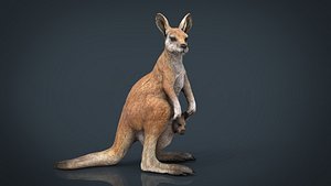 KANGAROO