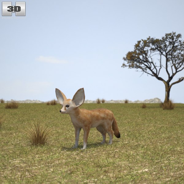 3D Модель Лиса Породы Феннек - TurboSquid 1155736