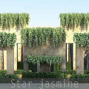 max star jasmine