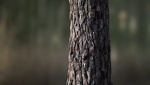 3D tree bark seamless