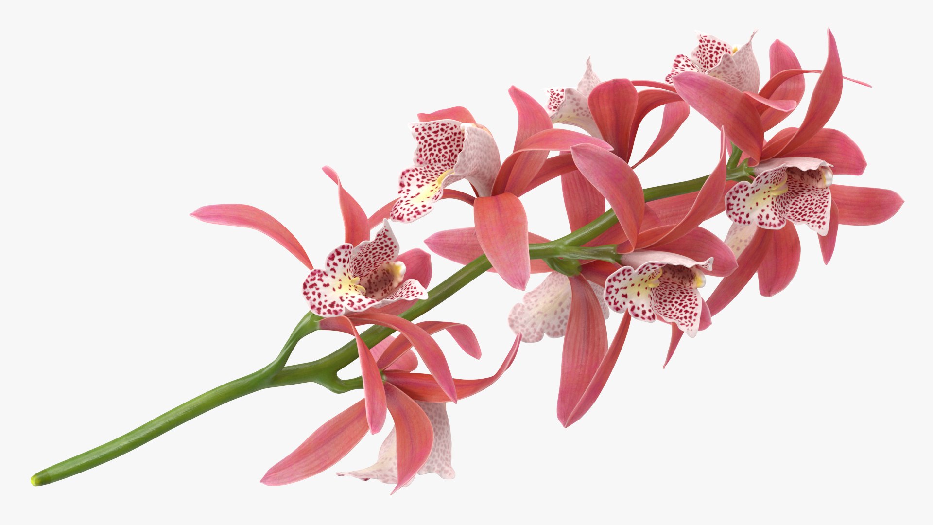 Pink Orchid Branch 3D model https://p.turbosquid.com/ts-thumb/Z0/FHvm1d/2u/pinkorchidbranchmb3dmodel008/jpg/1637783775/1920x1080/fit_q87/ff4ade8958573207d3dc901c73bf509b3f1c6def/pinkorchidbranchmb3dmodel008.jpg