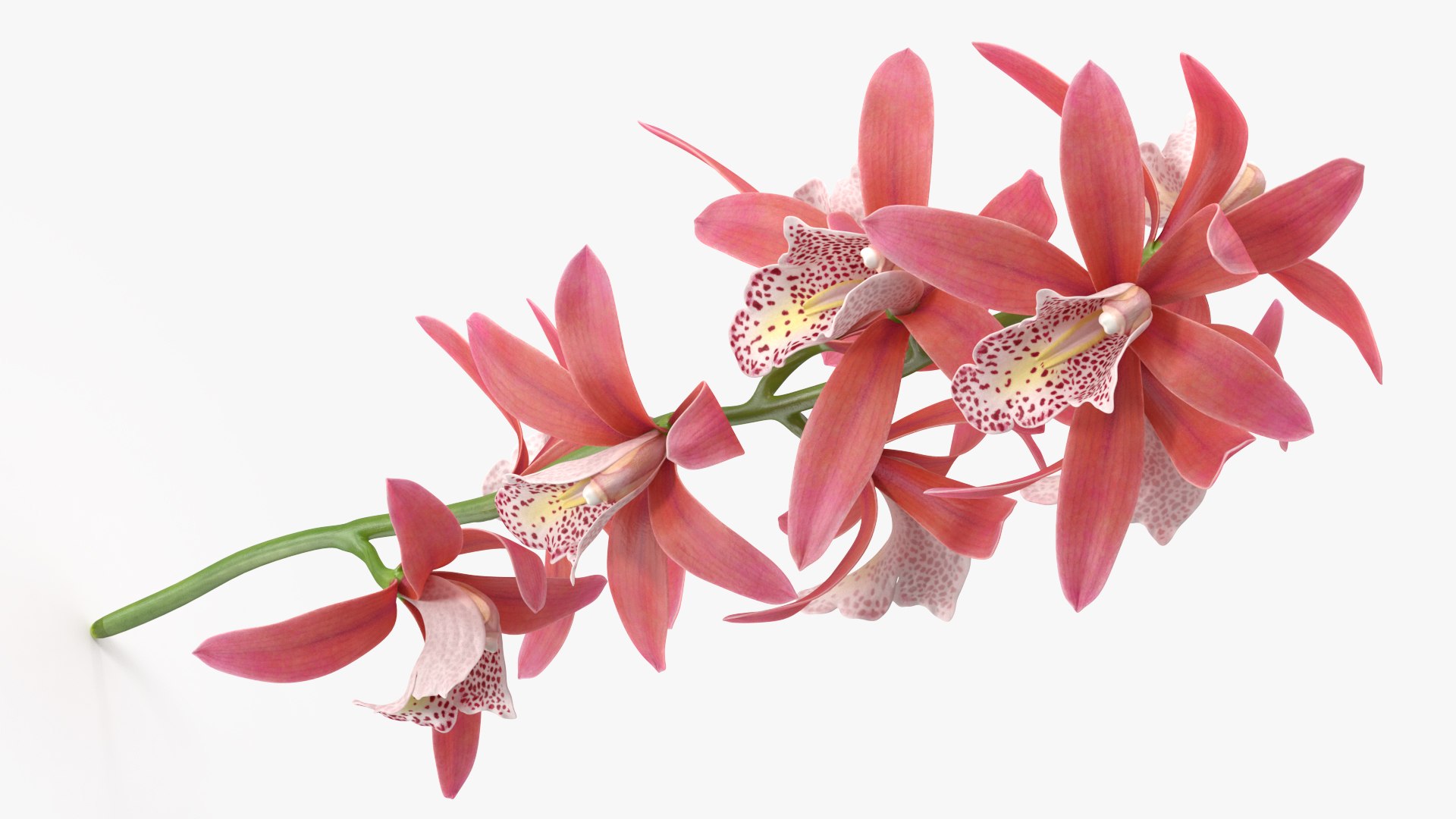Pink Orchid Branch 3D model https://p.turbosquid.com/ts-thumb/Z0/FHvm1d/Bd/pinkorchidbranchmb3dmodel007/jpg/1637783772/1920x1080/fit_q87/05a9d3cc68cb7e659762e69588951ded77e8b532/pinkorchidbranchmb3dmodel007.jpg