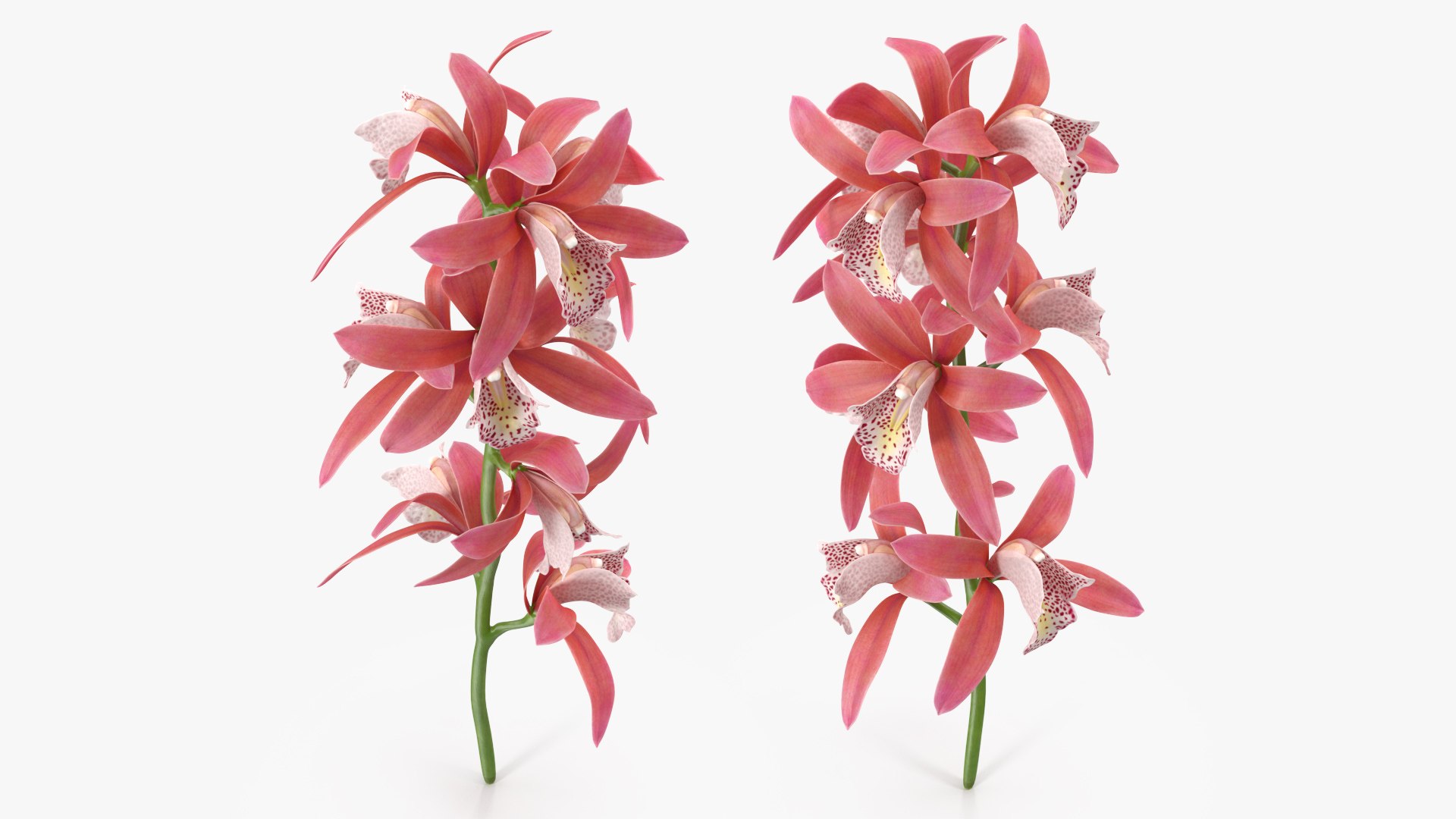 Pink Orchid Branch 3D model https://p.turbosquid.com/ts-thumb/Z0/FHvm1d/IU/pinkorchidbranchmb3dmodel006/jpg/1637783769/1920x1080/fit_q87/63f4436f505c597d12b61fa769fb9e80d9fd6b3b/pinkorchidbranchmb3dmodel006.jpg