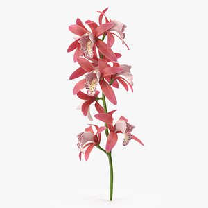 Pink Orchid Branch 3D model