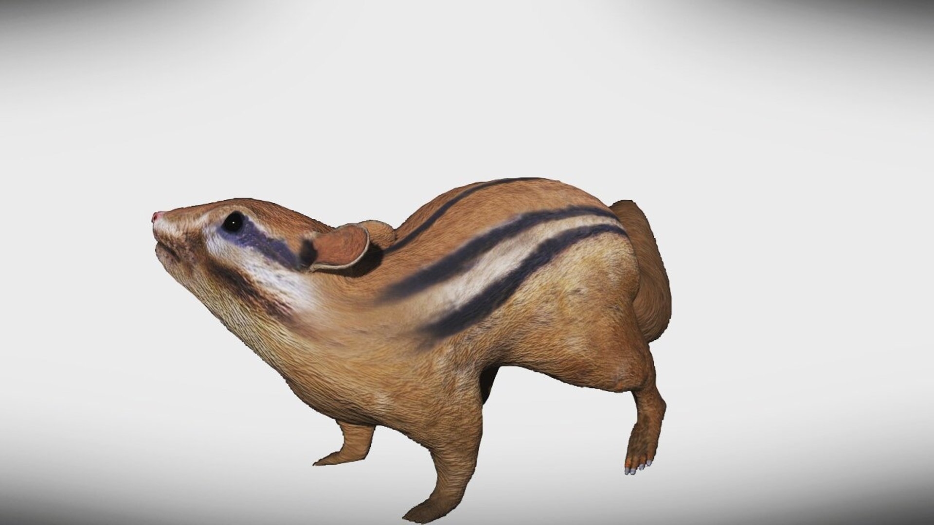 Chipmunk rigged 3D model - TurboSquid 1658969