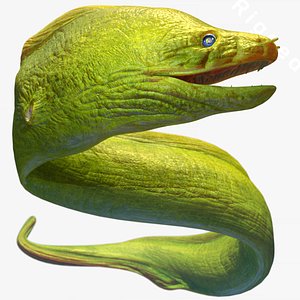 Moray Eel - Rigged and Render scene