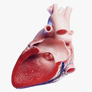 Medically accurate lateral cross-section of the Human Heart II 3D model