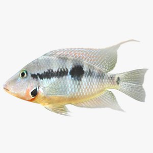 3D fish creel net - TurboSquid 1422392