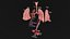 Anatomical Lungs 3D Model with Detailed Respiratory Pathway Educational Cross Section