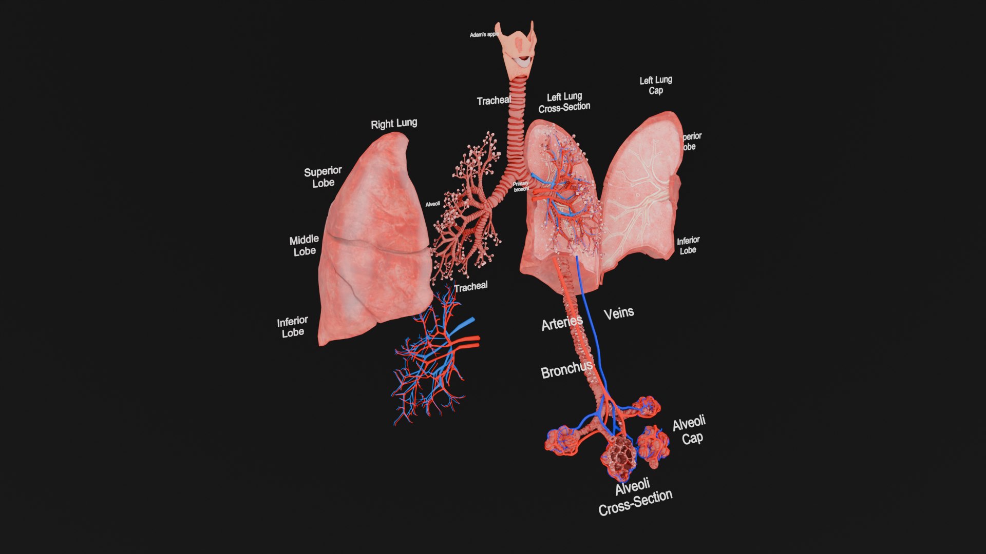3D Anatomical Lungs 3D Model with Detailed Respiratory Pathway Educational Cross Section https://p.turbosquid.com/ts-thumb/Z1/3BEe8I/HY/0002/png/1747827828/1920x1080/fit_q87/6d3083d0047940140d35369f4ca13bda5de63356/0002.jpg