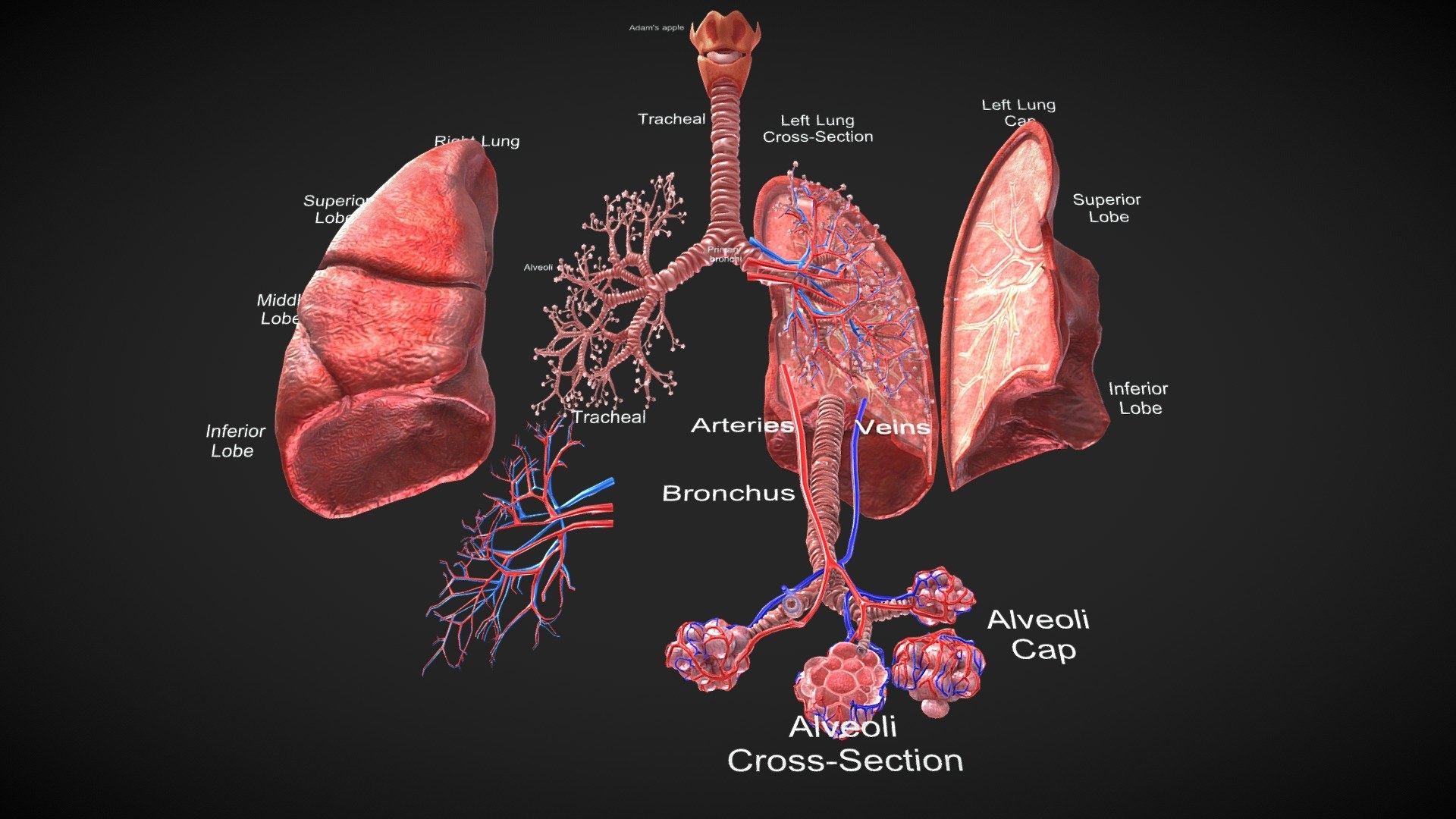 3D Anatomical Lungs 3D Model With Detailed Respiratory Pathway 