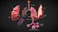Anatomical Lungs 3D Model with Detailed Respiratory Pathway Educational Cross Section