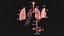Anatomical Lungs 3D Model with Detailed Respiratory Pathway Educational Cross Section