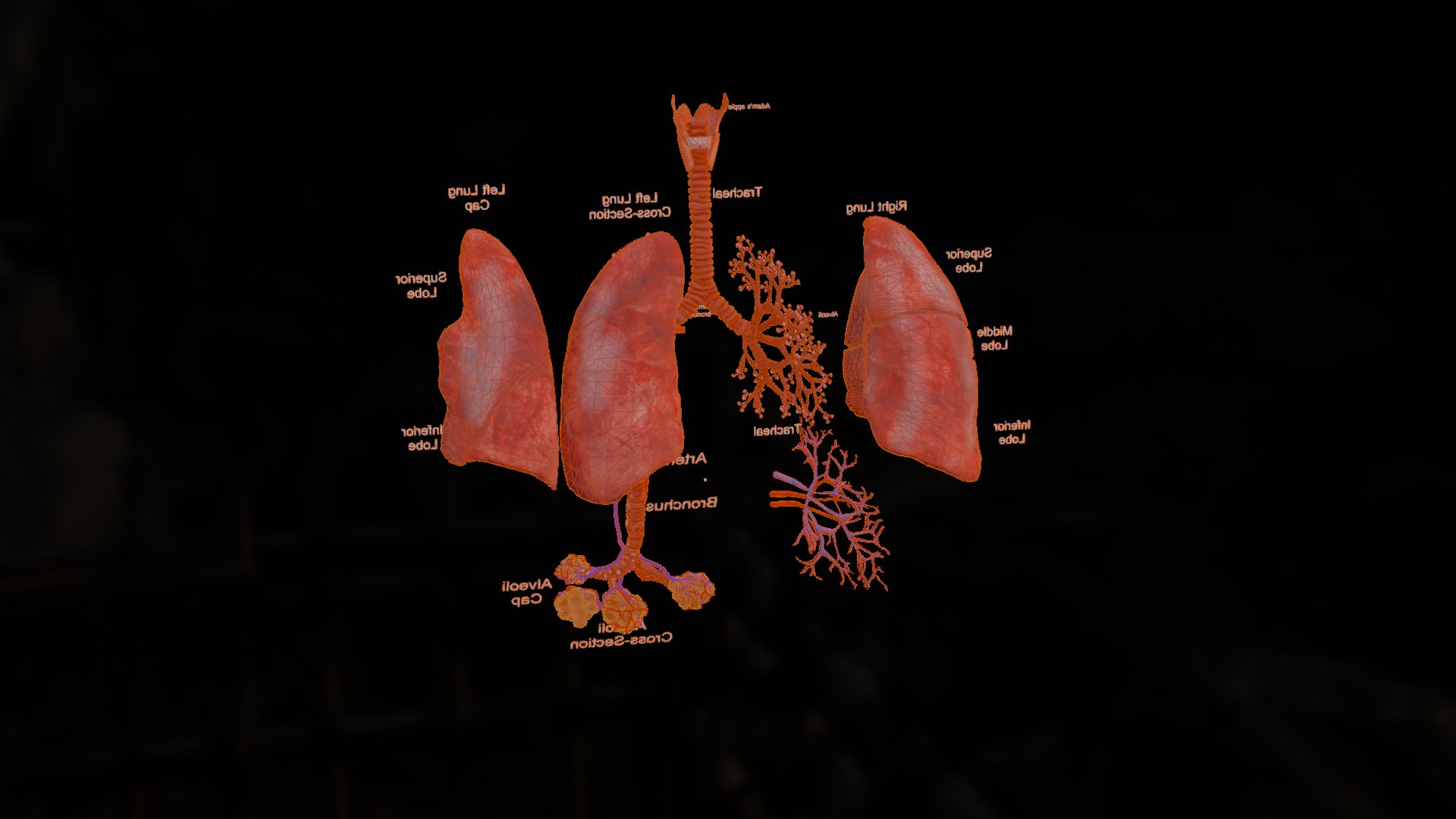 3D Anatomical Lungs 3D Model with Detailed Respiratory Pathway Educational Cross Section https://p.turbosquid.com/ts-thumb/Z1/3BEe8I/Xg/wireframe0003/png/1747827873/1920x1080/fit_q87/b56c1135014445c2c9321a2d1df319cb0cdb8c4c/wireframe0003.jpg