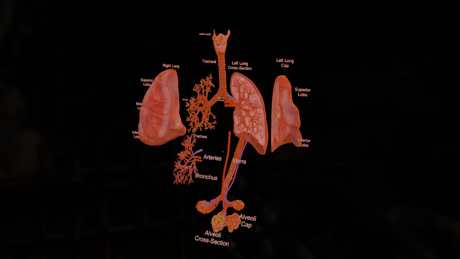 3D Anatomical Lungs 3D Model with Detailed Respiratory Pathway Educational Cross Section https://p.turbosquid.com/ts-thumb/Z1/3BEe8I/Yi/wireframe0004/png/1747827882/1920x1080/fit_q87/d8fd37a386a6f661b4680fc2b2efa95f71af7a6d/wireframe0004.jpg