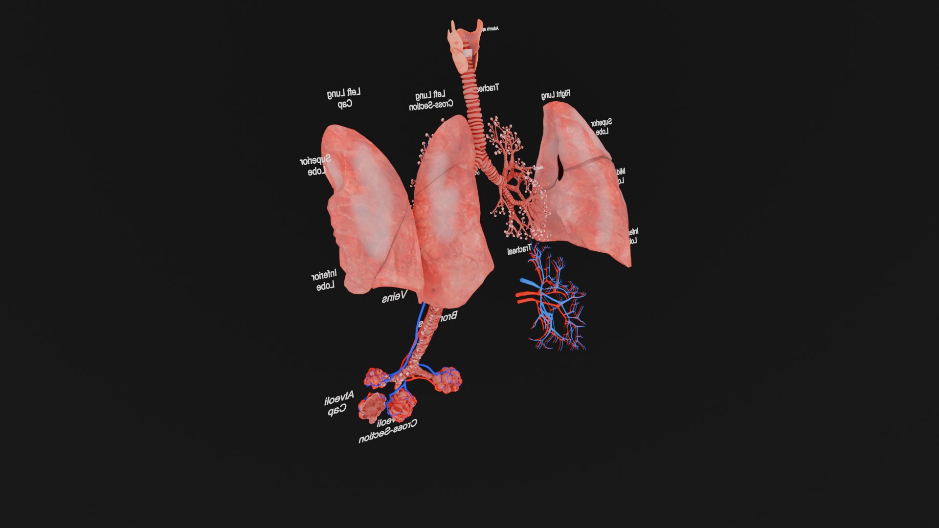 3D Anatomical Lungs 3D Model with Detailed Respiratory Pathway Educational Cross Section https://p.turbosquid.com/ts-thumb/Z1/3BEe8I/mr/0007/png/1747827854/1920x1080/fit_q87/28e5fb07521e6dc1c631be25b38853ce1a2097d1/0007.jpg
