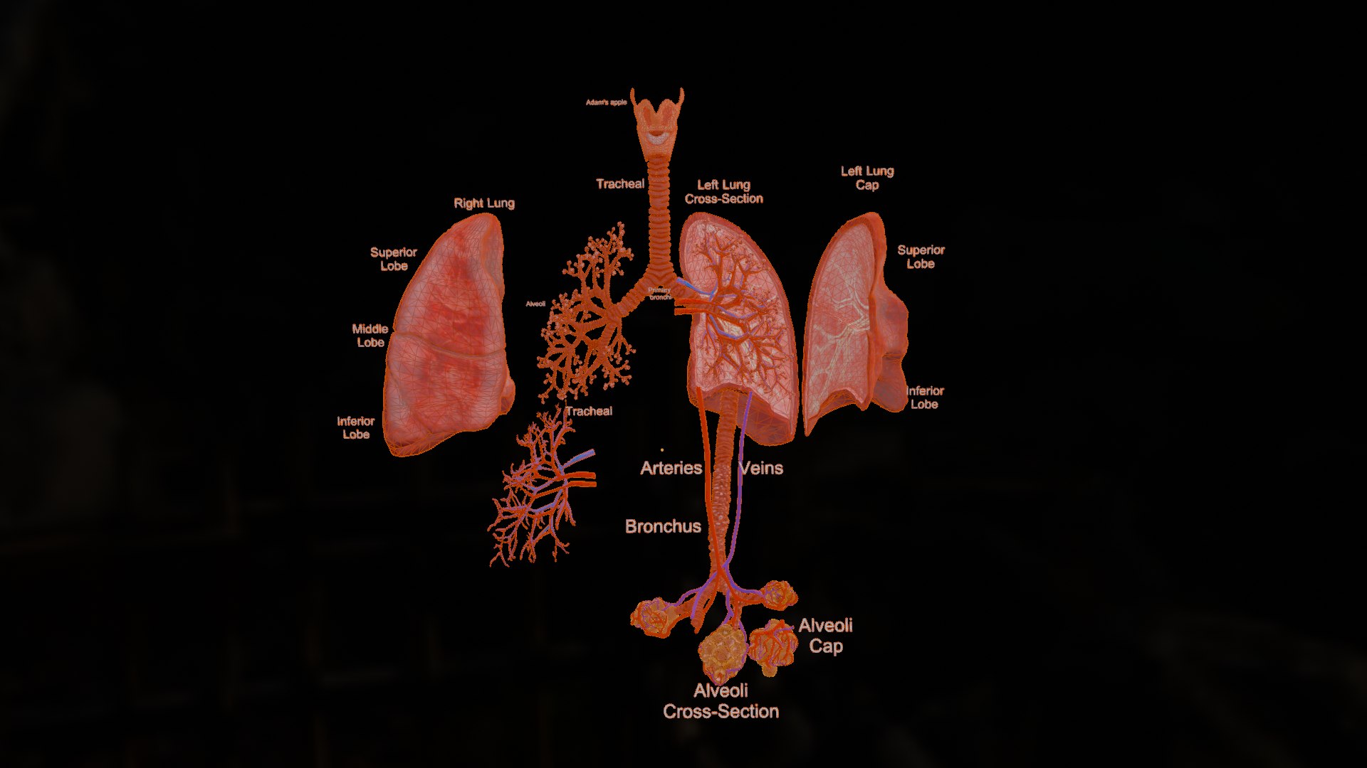3D Anatomical Lungs 3D Model with Detailed Respiratory Pathway Educational Cross Section https://p.turbosquid.com/ts-thumb/Z1/3BEe8I/xu/wireframe0001/png/1747827873/1920x1080/fit_q87/090d259487a967b1c9b0bf8f995bf35b69f3fdfc/wireframe0001.jpg