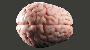 3D brain model