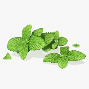 3D Mint Branch
