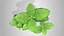 3D Mint Branch