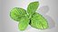 3D Mint Branch