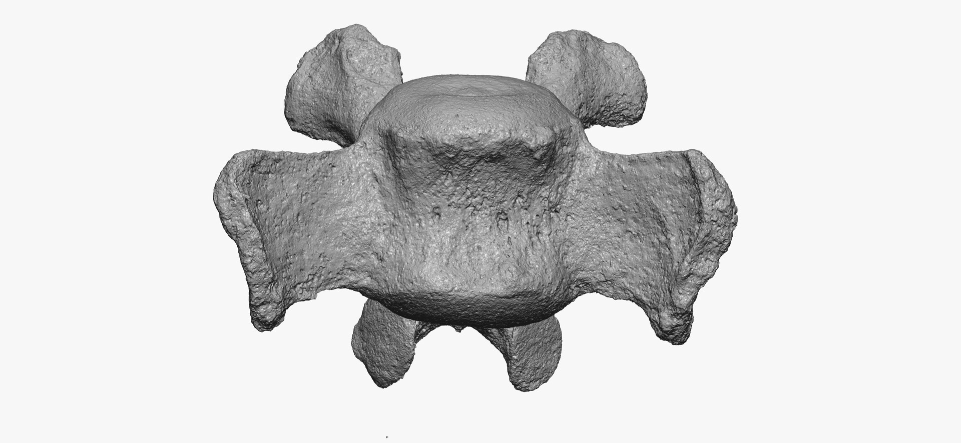 Pavian Monkey Male Caudal Vertebrae Cd2 RAW Scan Model - TurboSquid 2143254