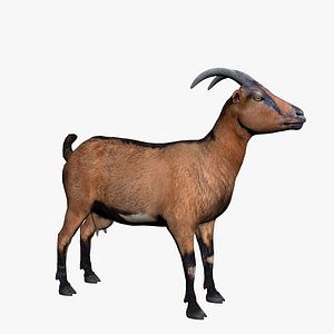 Realistic Brown Goat 3D
