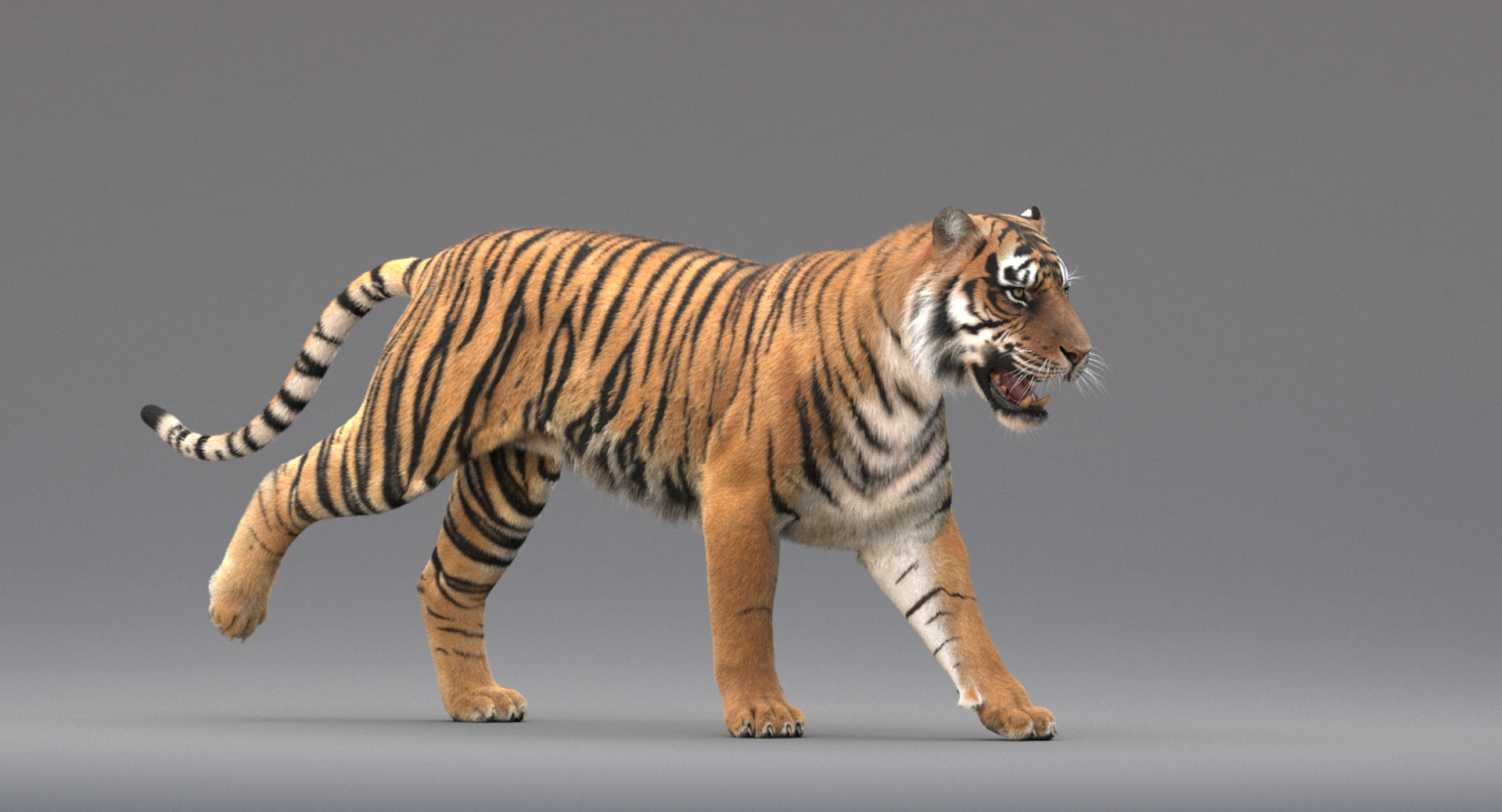 Tiger Lion Presentation, 3d, 3D Computer Graphics, mammal, cat Like Mammal  png