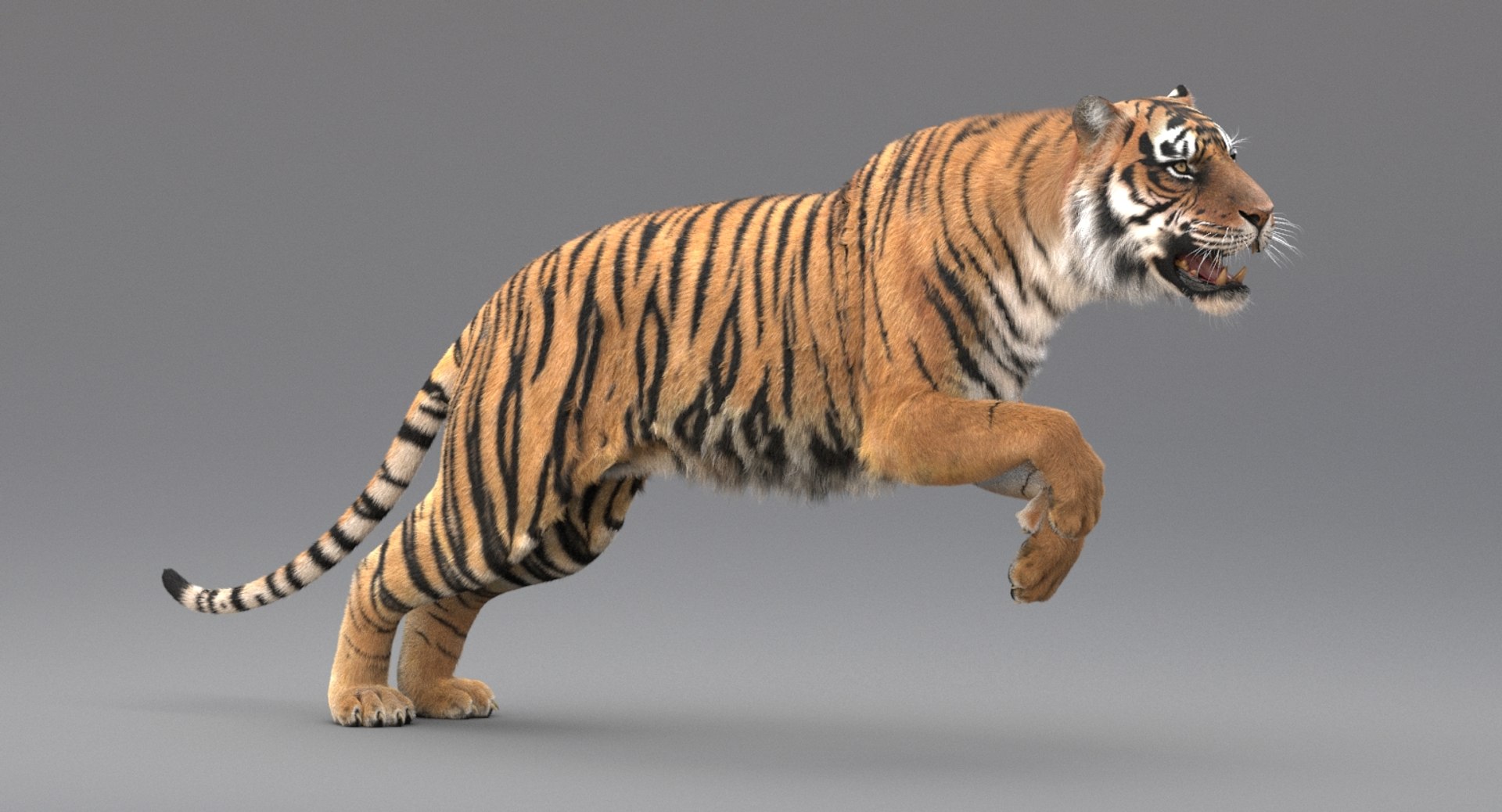 3D realistic tiger fur animation model https://p.turbosquid.com/ts-thumb/Z1/8kpFfs/64rI8onN/title/jpg/1516183644/1920x1080/fit_q87/7fbf75fb33fcd677c1647a309af462f6747c3c04/title.jpg