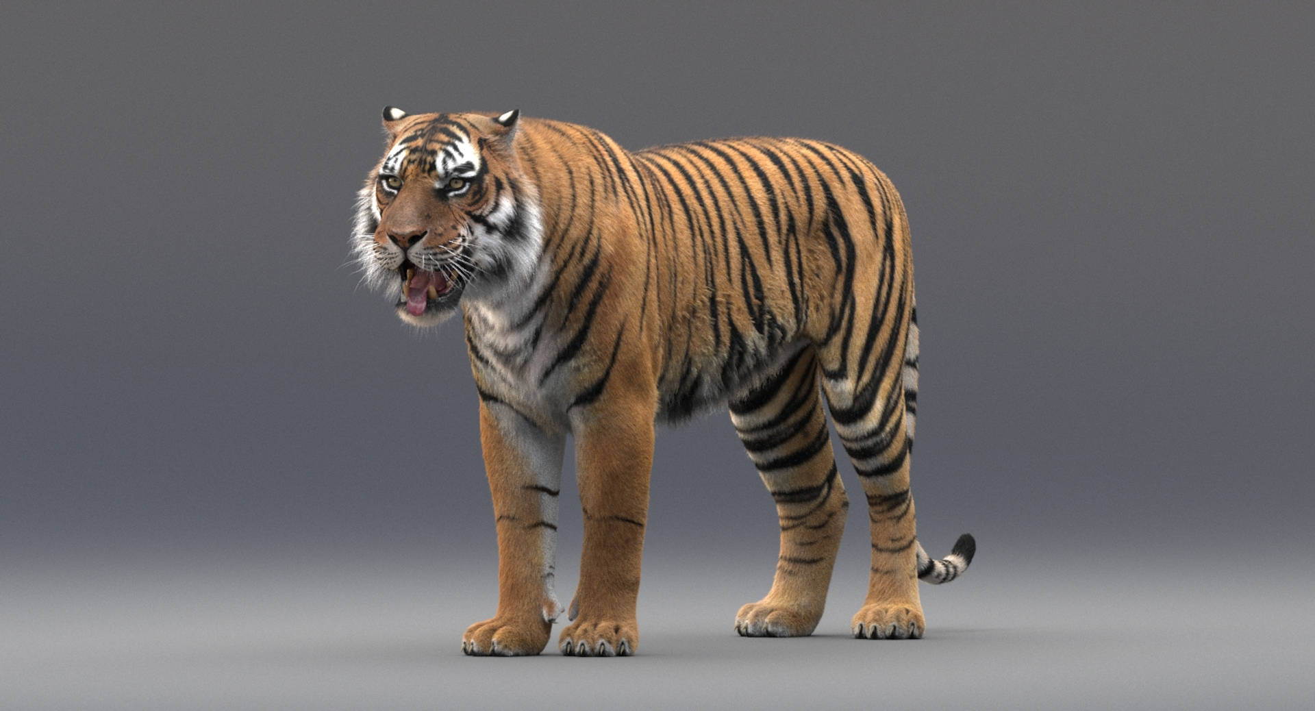 Tiger Animated - Buy Royalty Free 3D model by Bilal Creation