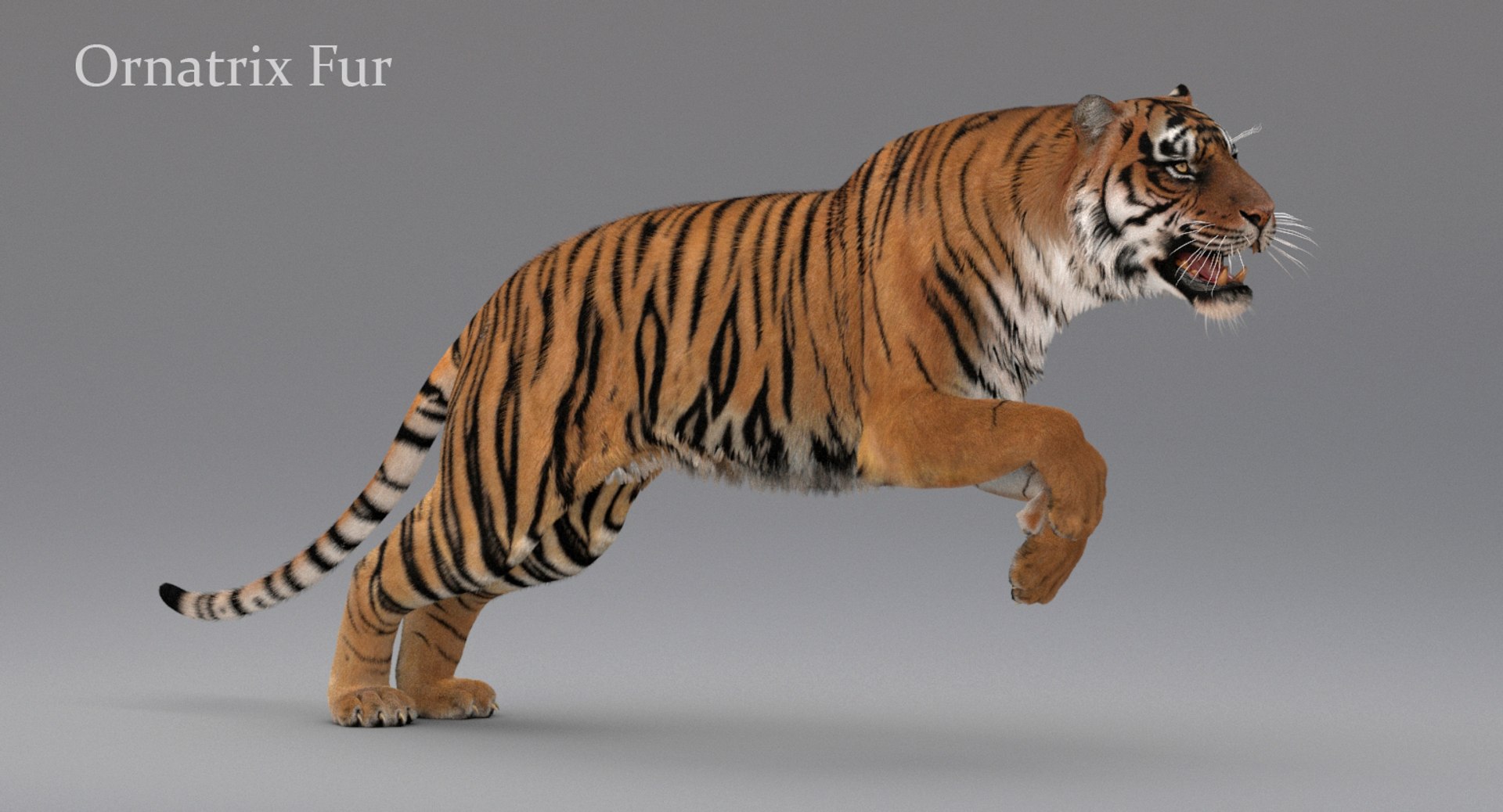 3D realistic tiger fur animation model https://p.turbosquid.com/ts-thumb/Z1/8kpFfs/9oS57sHW/orn1/jpg/1516184196/1920x1080/fit_q87/1e542d6ba4728acb31e1ac502ca69349cc551963/orn1.jpg