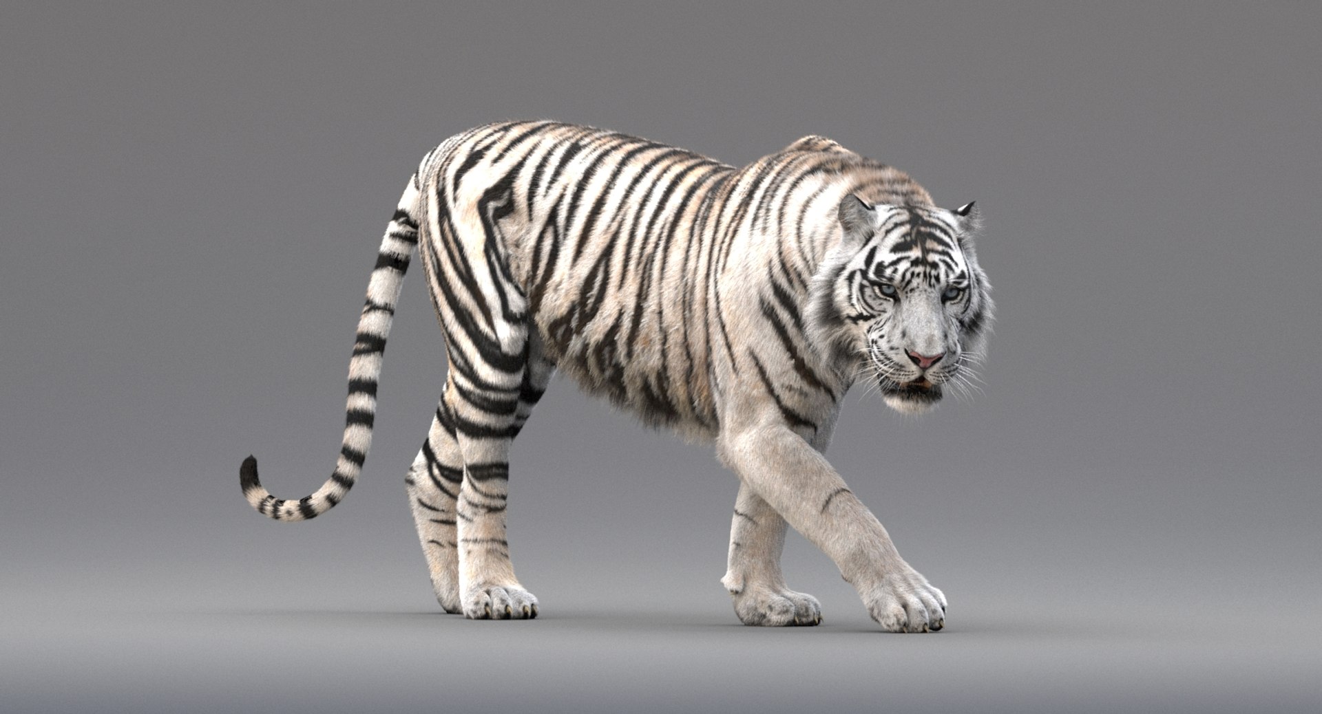 3D realistic tiger fur animation model - TurboSquid 1244180