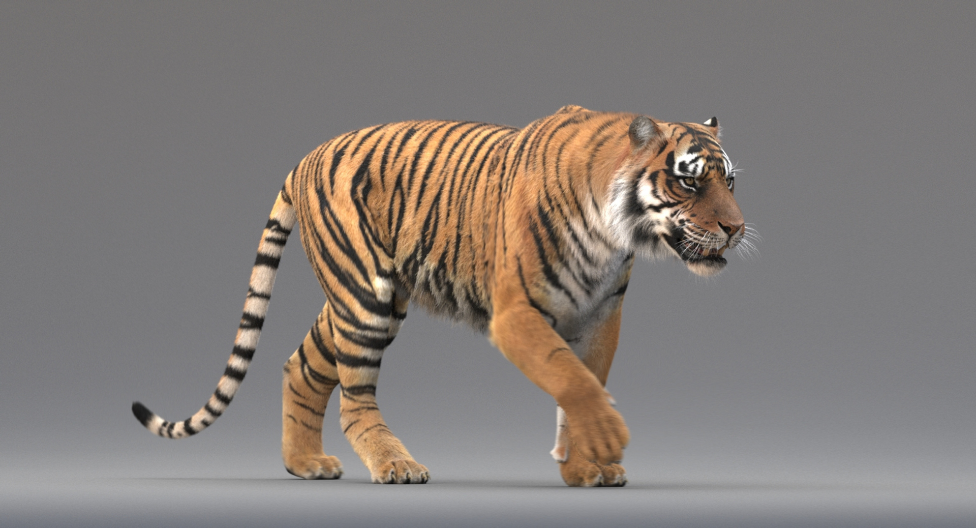 Tiger Lion Presentation, 3d, 3D Computer Graphics, mammal, cat Like Mammal  png