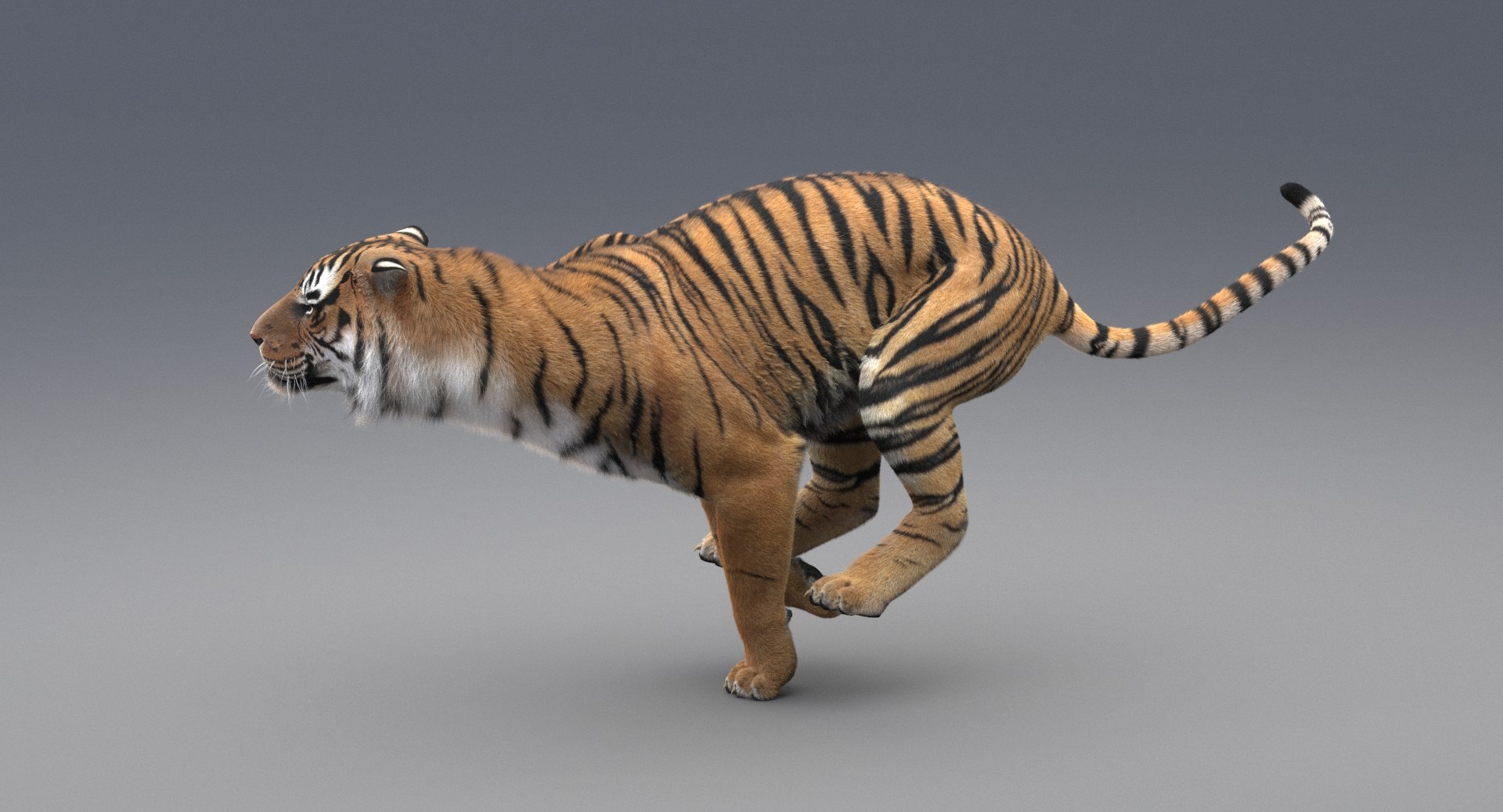 3D realistic tiger fur animation model https://p.turbosquid.com/ts-thumb/Z1/8kpFfs/K0M2A7d7/19/jpg/1516184022/1920x1080/fit_q87/b53b35d45bc92a50fefb51b1fd6fc39670301563/19.jpg