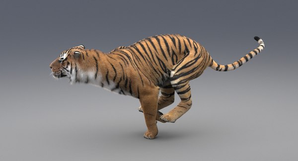 3D realistic tiger fur animation model - TurboSquid 1244180