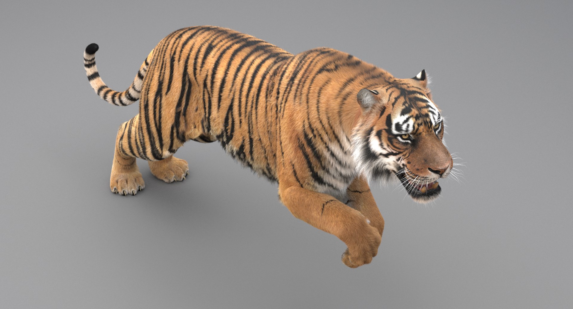 3D realistic tiger fur animation model https://p.turbosquid.com/ts-thumb/Z1/8kpFfs/M2hasRG3/13/png/1516184034/1920x1080/fit_q87/e75fdca35a136cb09fab3c4a6c1b9c09c9125daf/13.jpg