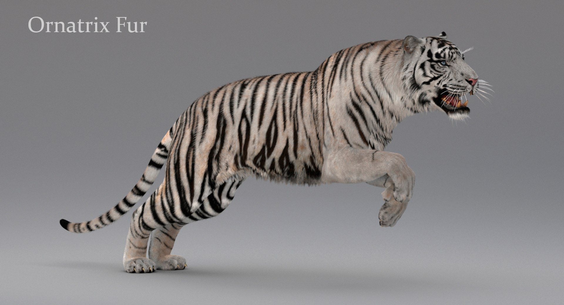 3D realistic tiger fur animation model https://p.turbosquid.com/ts-thumb/Z1/8kpFfs/Mz5kooyb/orn2/jpg/1516184202/1920x1080/fit_q87/809891818cab739cae14a8a35590b5dcbe78a3e4/orn2.jpg