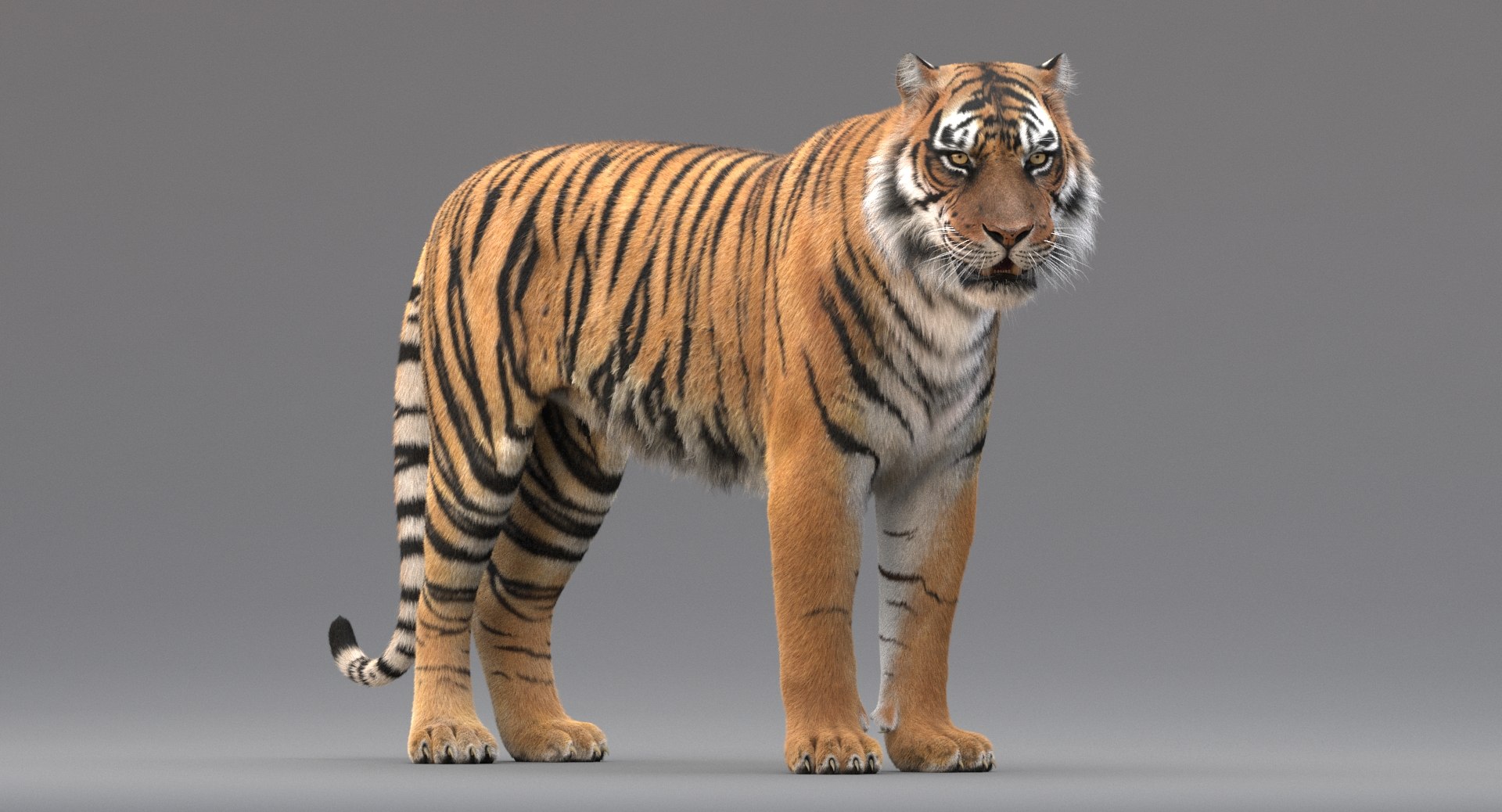 3D realistic tiger fur animation model https://p.turbosquid.com/ts-thumb/Z1/8kpFfs/OPsMmZfq/title/jpg/1516184079/1920x1080/fit_q87/e03f980407f88acfd0c991a2445ba4040243d393/title.jpg
