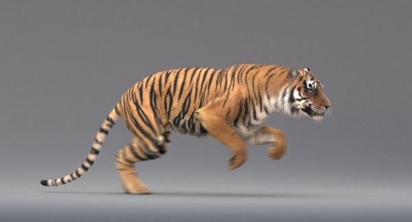 3D realistic tiger fur animation model - TurboSquid 1244180