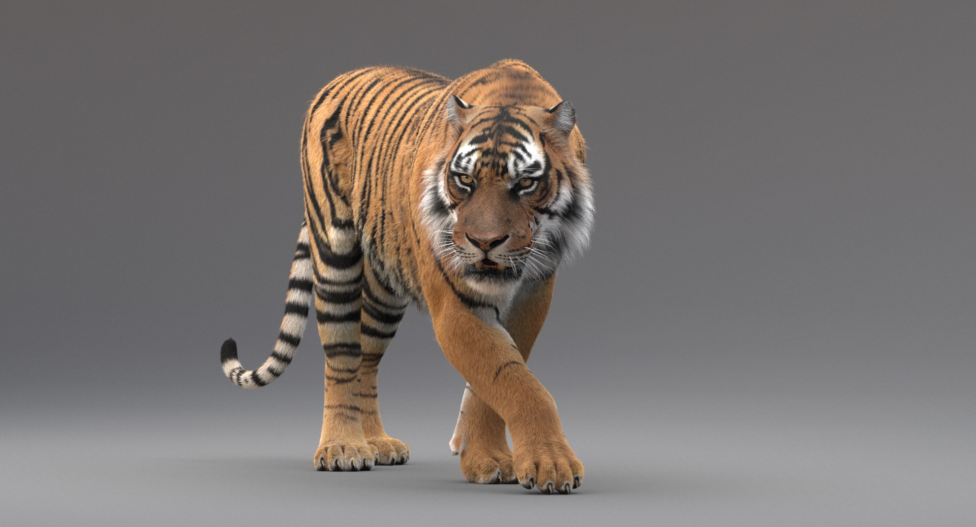 3D realistic tiger fur animation model https://p.turbosquid.com/ts-thumb/Z1/8kpFfs/ZENbDJoe/14/png/1516184047/1920x1080/fit_q87/92642999219a89c8f79d5f33fedc1ad8344b3b12/14.jpg
