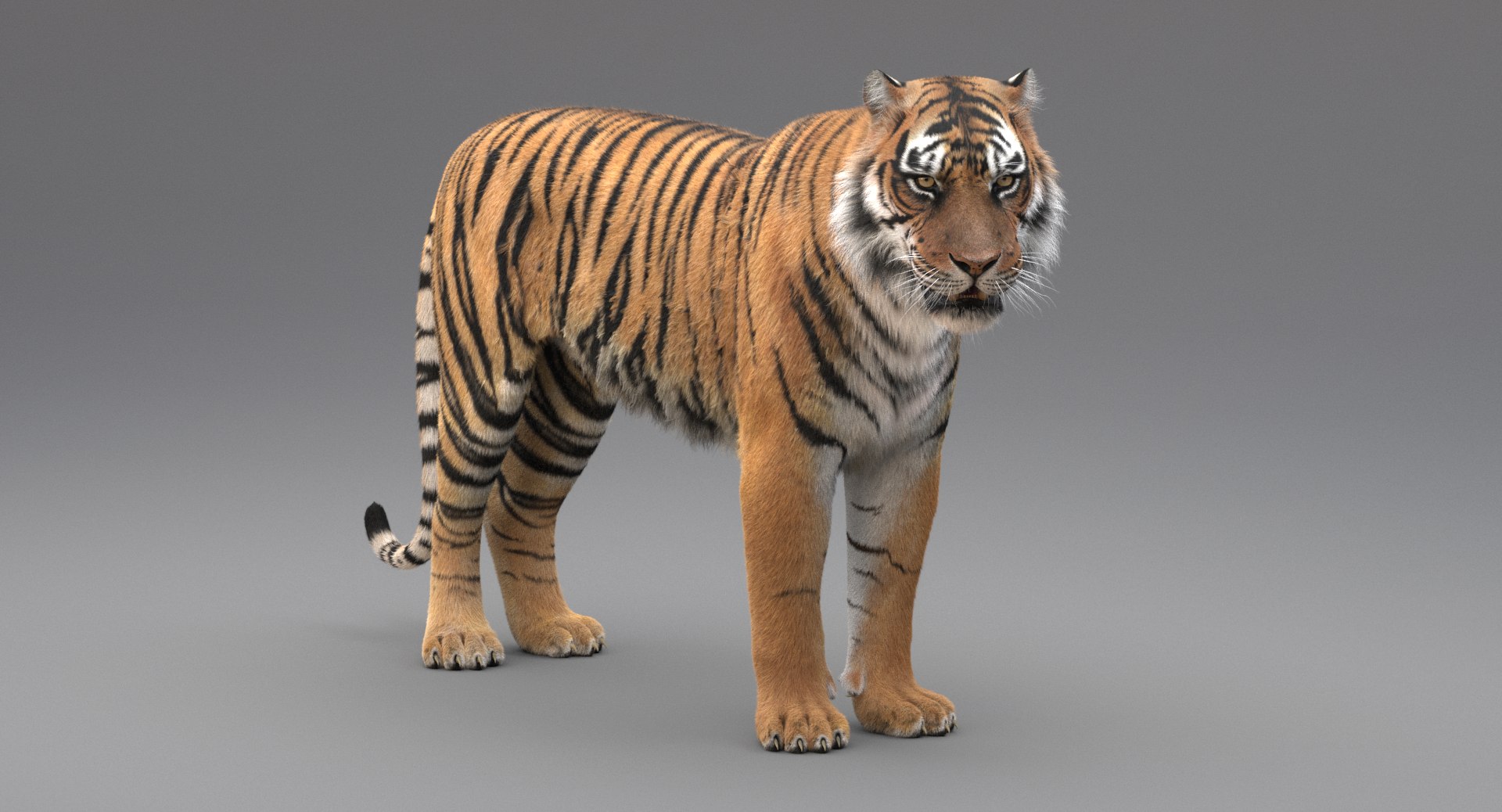 3D realistic tiger fur animation model https://p.turbosquid.com/ts-thumb/Z1/8kpFfs/Zo1sdHSw/7/png/1516184008/1920x1080/fit_q87/e66ddbe274b6ab34f1f6e5d08c243487514d7df6/7.jpg