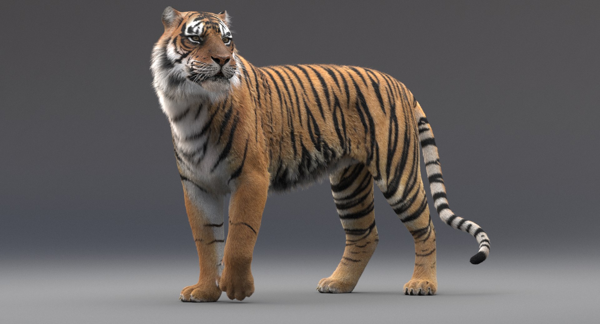 3D realistic tiger fur animation model https://p.turbosquid.com/ts-thumb/Z1/8kpFfs/bUmqWH36/5/png/1516184038/1920x1080/fit_q87/b7f9909ee8f06f10c81ae6aceca3d1a509438e0d/5.jpg