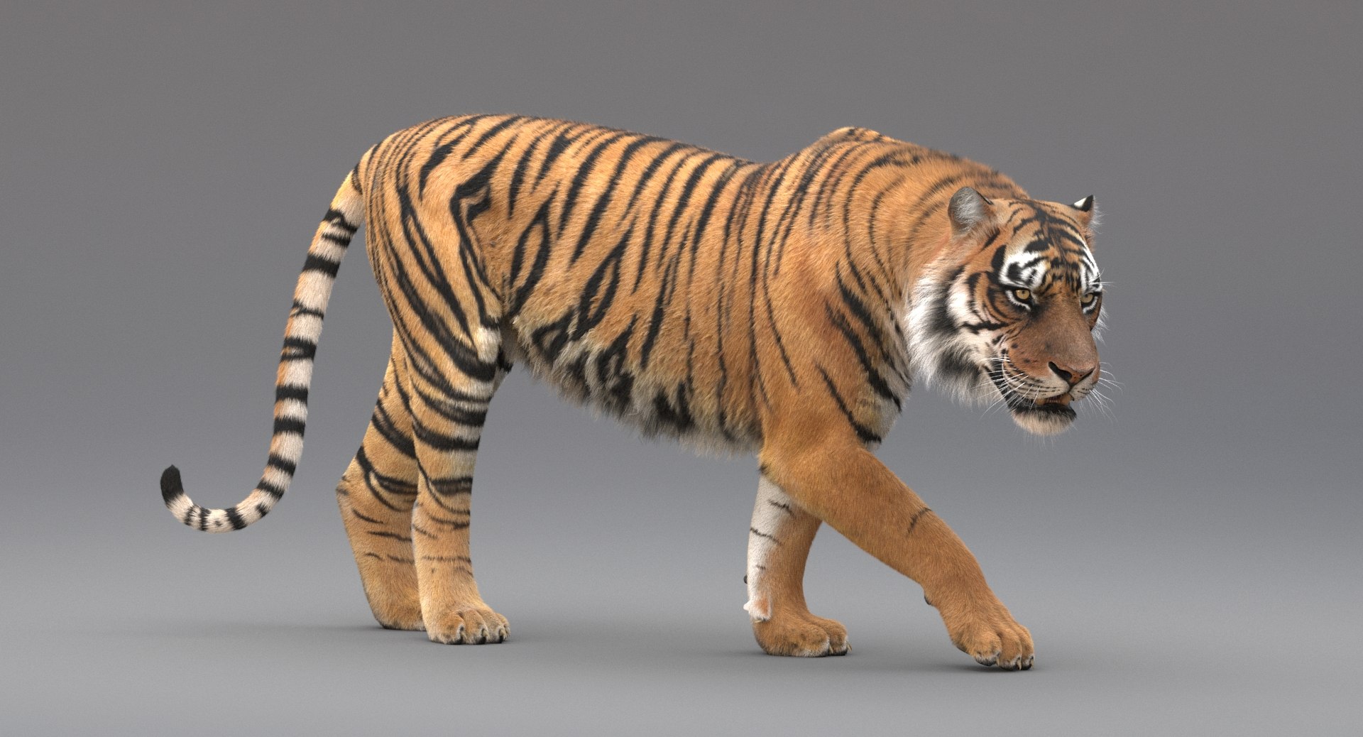 3D realistic tiger fur animation model https://p.turbosquid.com/ts-thumb/Z1/8kpFfs/dwVOfkoo/15/jpg/1516184015/1920x1080/fit_q87/ccb5698a3206a0e4300960705557ca9f6348efa4/15.jpg