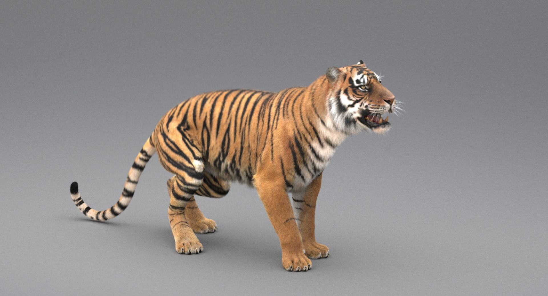 3D realistic tiger fur animation model https://p.turbosquid.com/ts-thumb/Z1/8kpFfs/fhNZUTia/tiger/jpg/1516183872/1920x1080/turn_fit_q99/23f90ba2431fa88791ef858431ced6a913b110c9/tiger-1.jpg